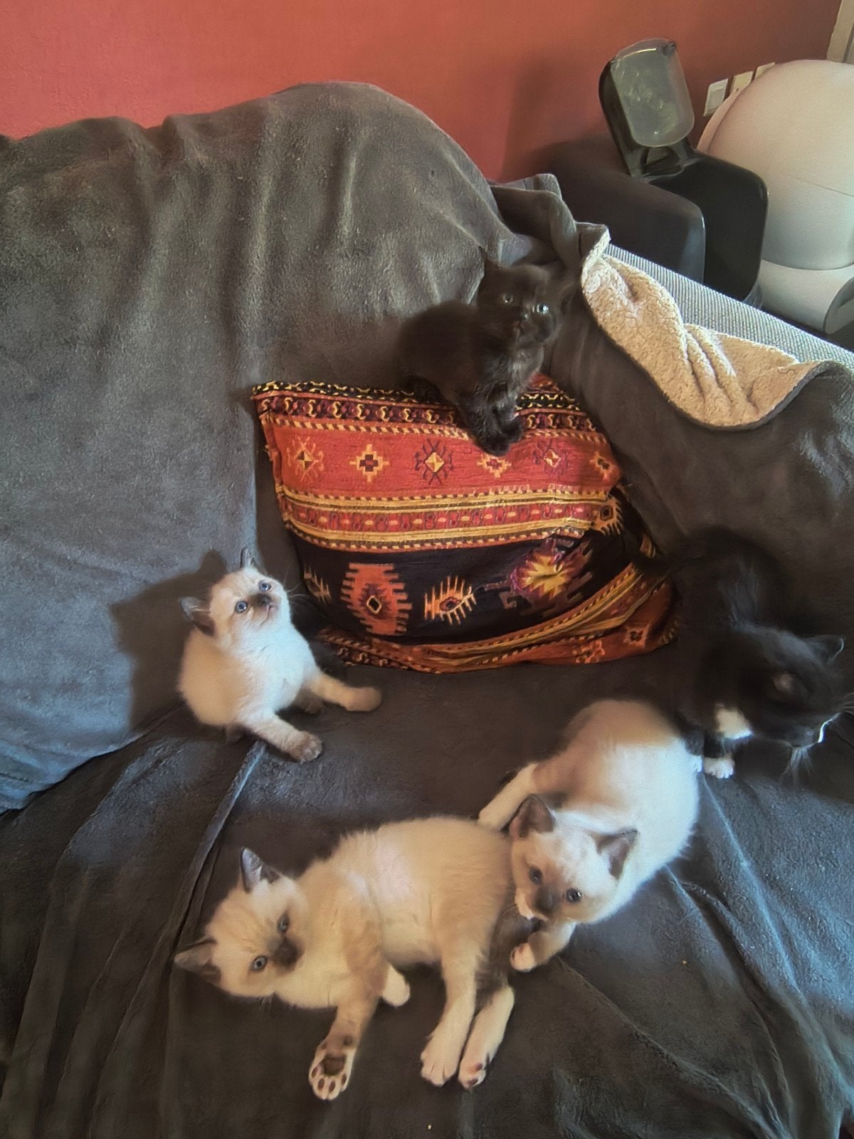 hele lieve Ragdoll x Britse korthaar kittens, Meerdere dieren, Gechipt
