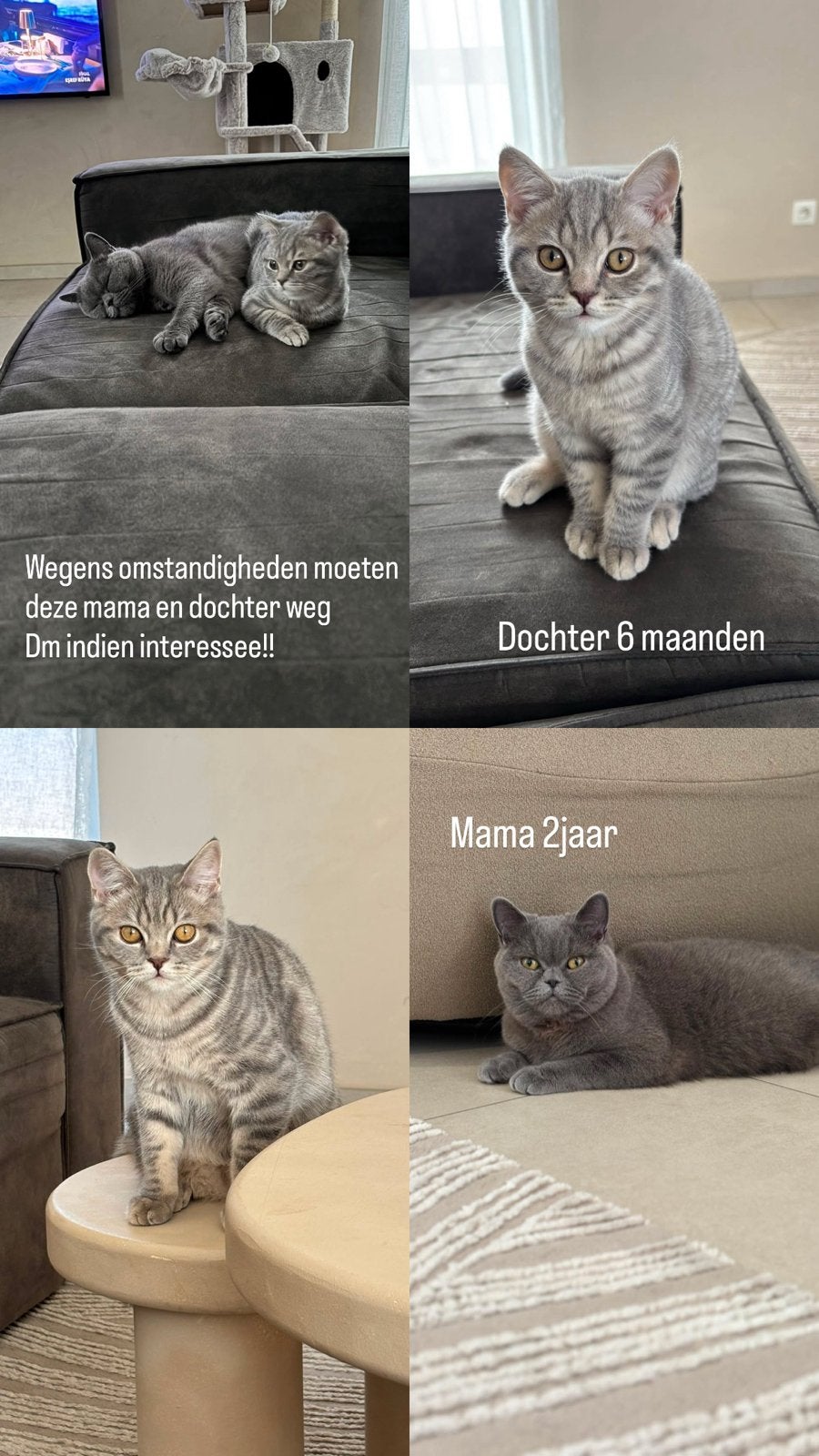 Britse korthaar mama/dochter
