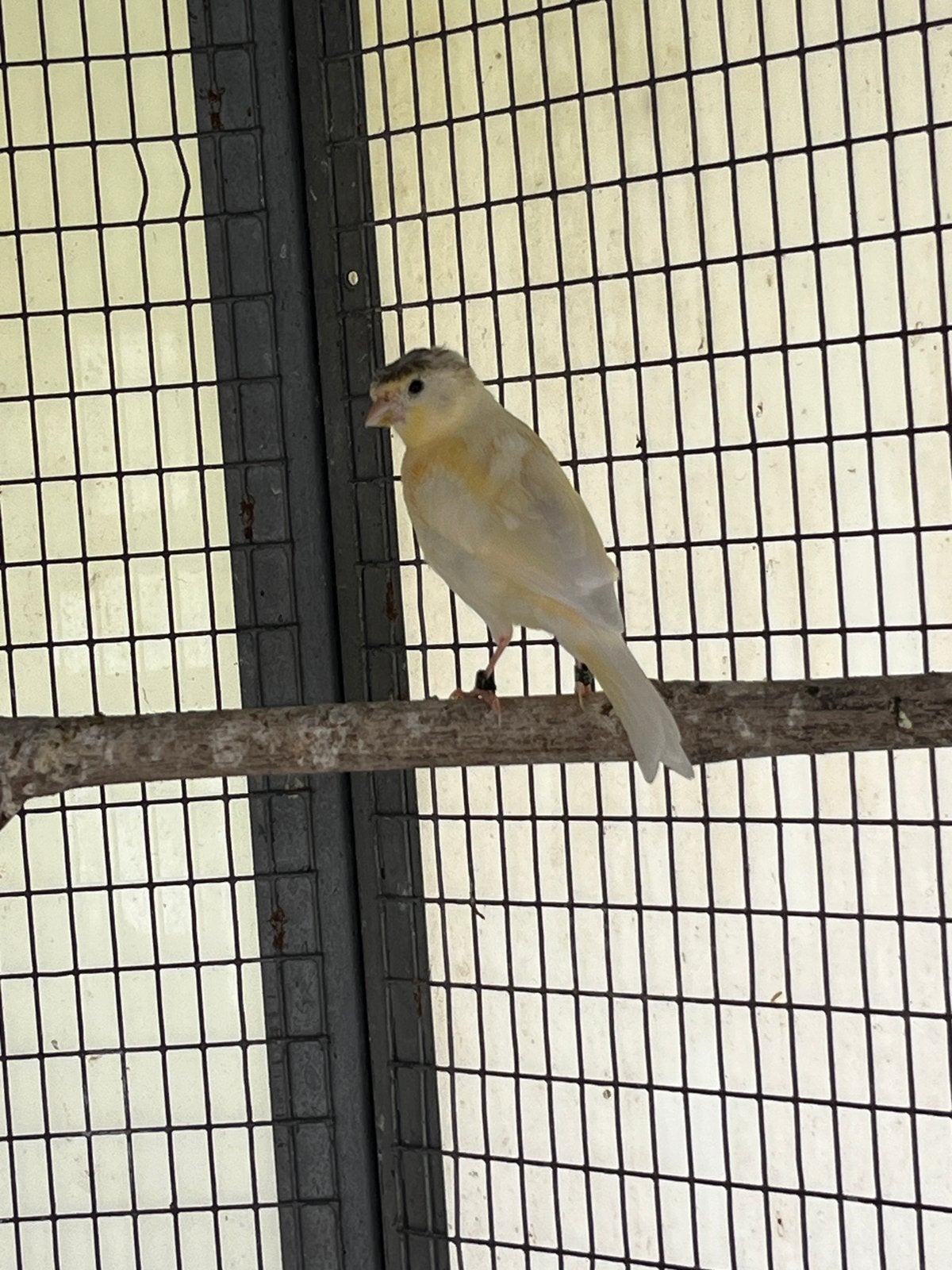 Gele kanarie met kuif, Dieren en Toebehoren, Vogels | Kanaries, Mannelijk, Kleurkanarie