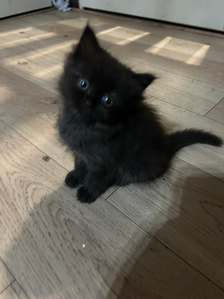 prachtige zwarte kitten met fluffy vacht en prachtige haren, Dieren en Toebehoren, Katten en Kittens | Raskatten | Langhaar, Kater