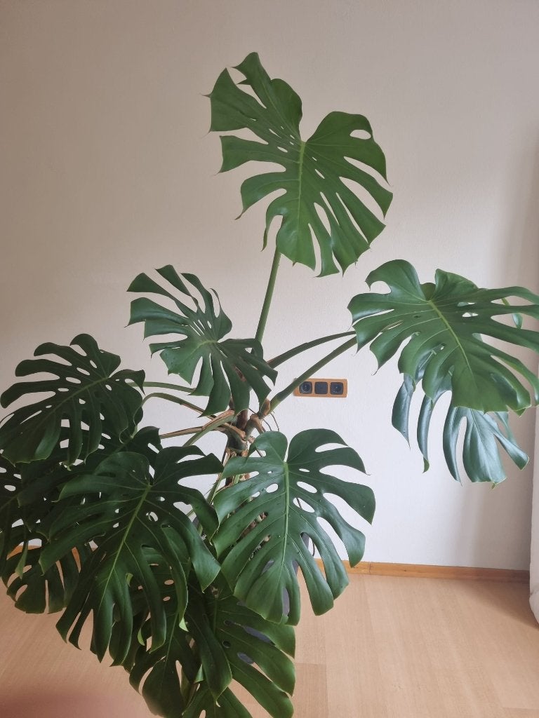 Monstera Deliciosa 2M hoog, Ophalen, Overige soorten, In pot, 150 tot 200 cm