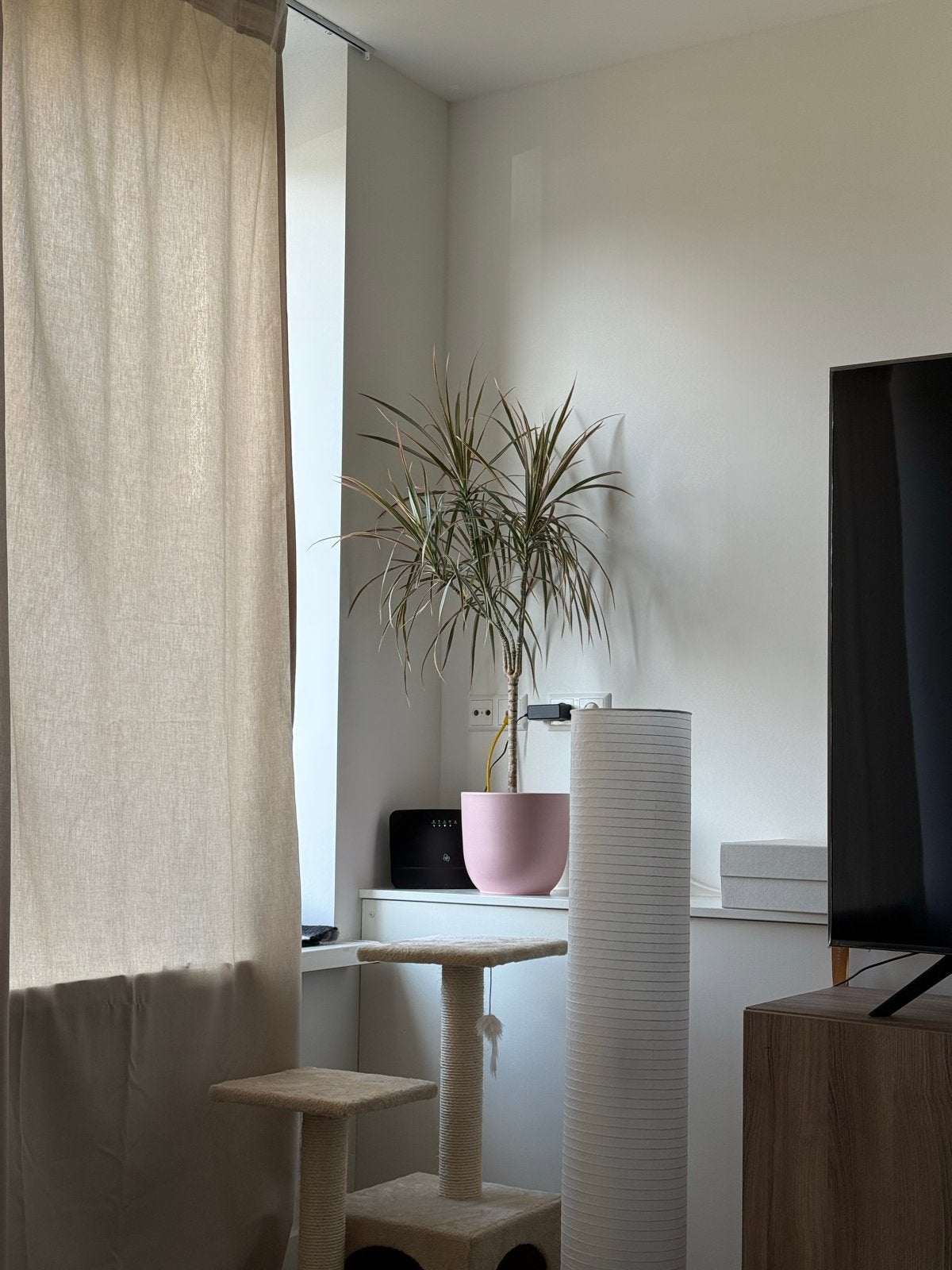 Dracaena in Rose pink pot (Utrecht Tuindorp), Ophalen, 100 tot 150 cm, Overige soorten, Halfschaduw
