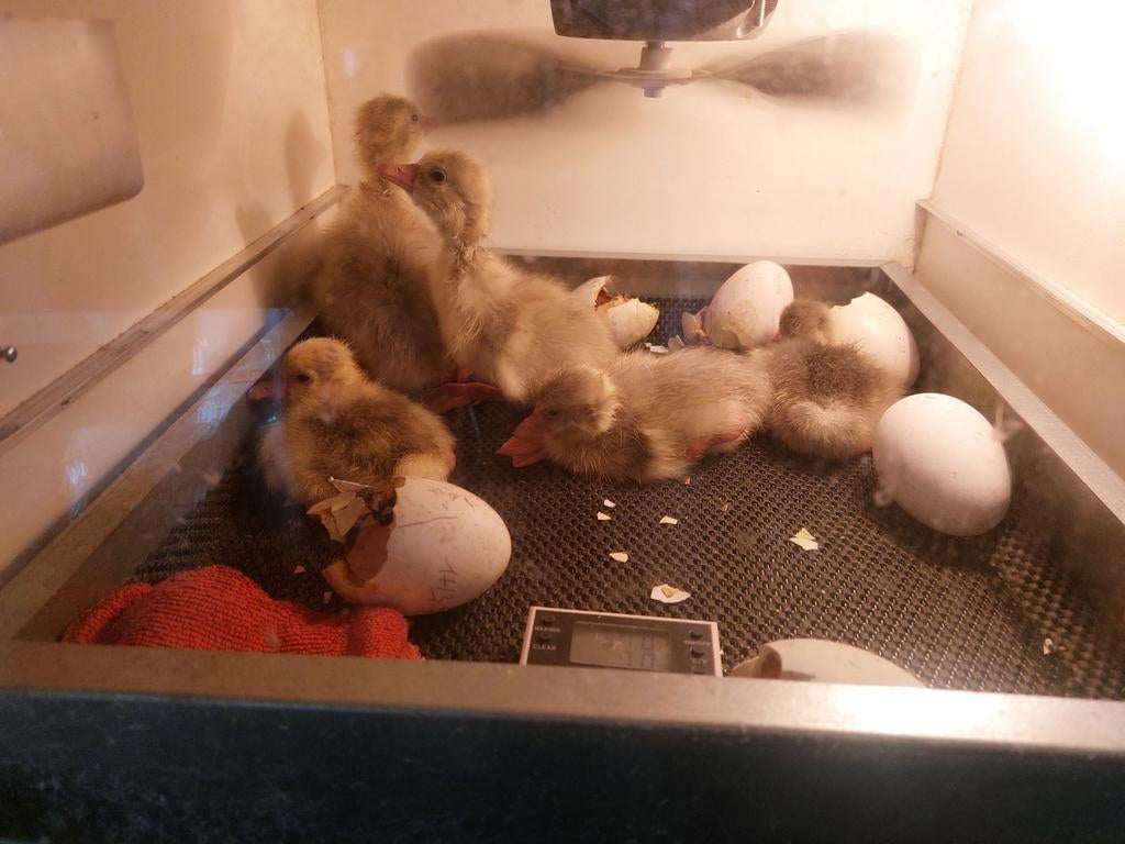 Witte ganzenkuikens beschikbaar vanaf 24 april, Dieren en Toebehoren, Pluimvee, Meerdere dieren, Eend