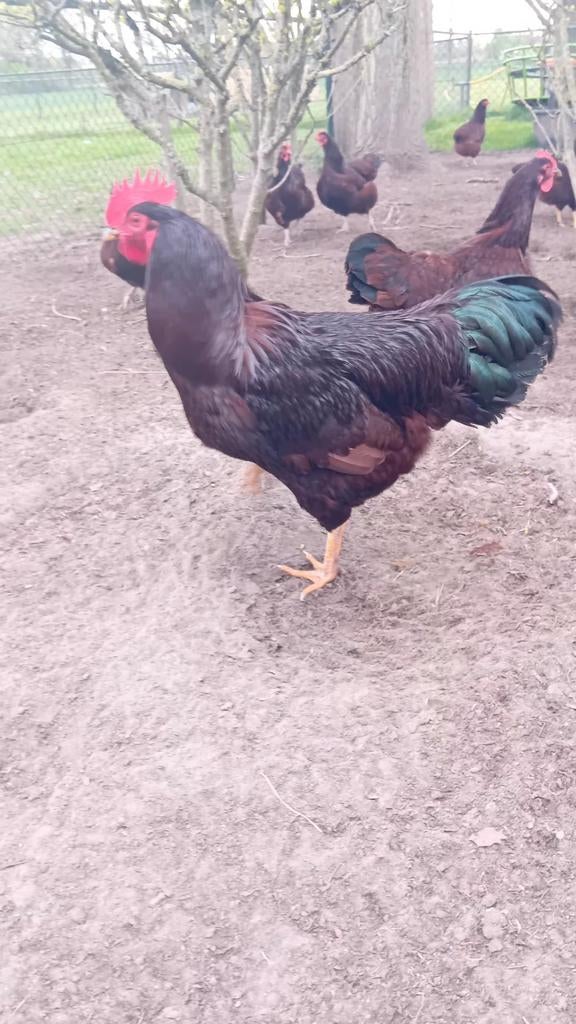 Rhode red island broedeieren, Dieren en Toebehoren, Pluimvee, Geslacht onbekend, Kip
