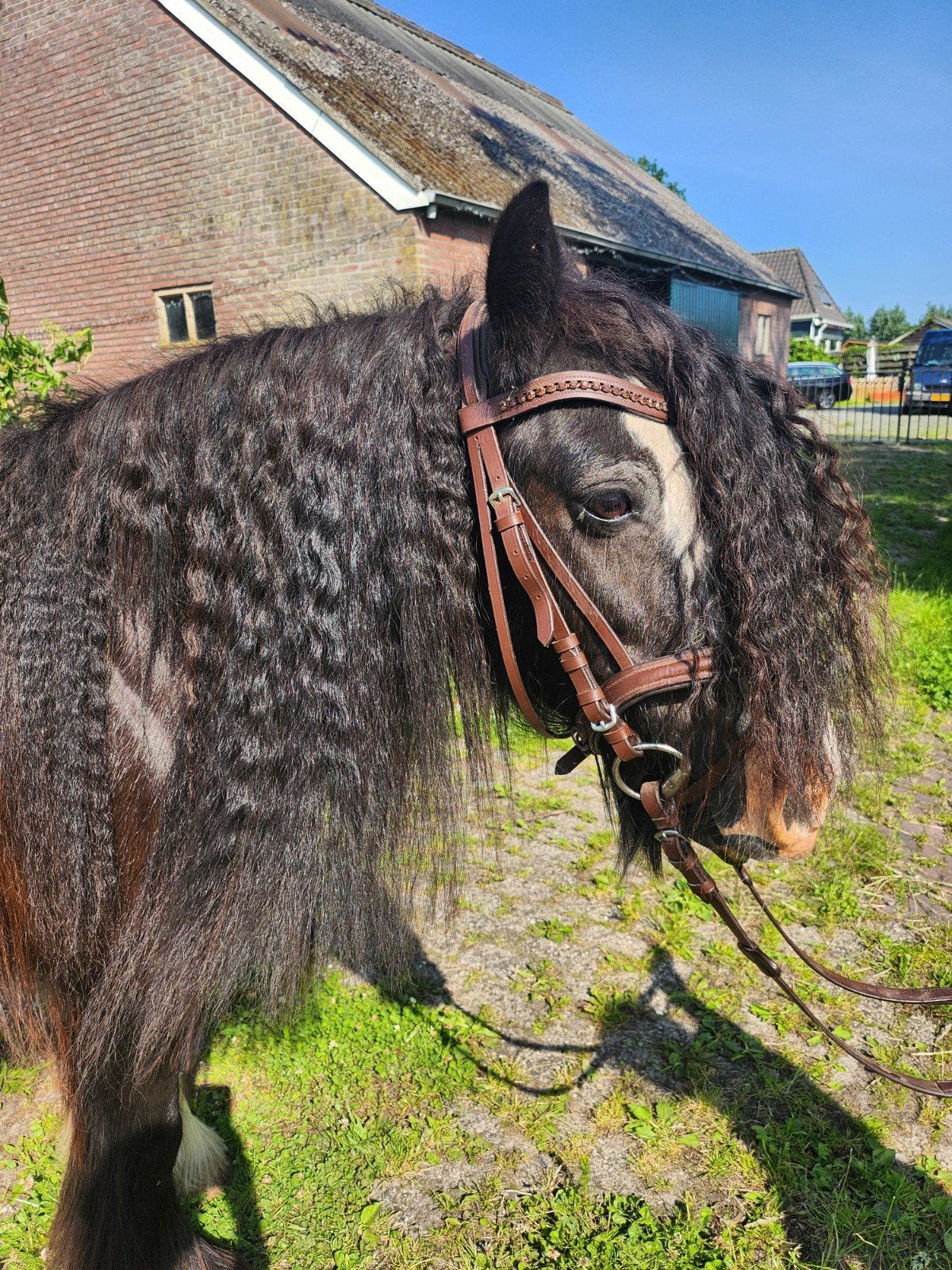 mini tinker, Dieren en Toebehoren, Zadelmak, 7 tot 10 jaar, B pony (1.17m tot 1.27m), Merrie