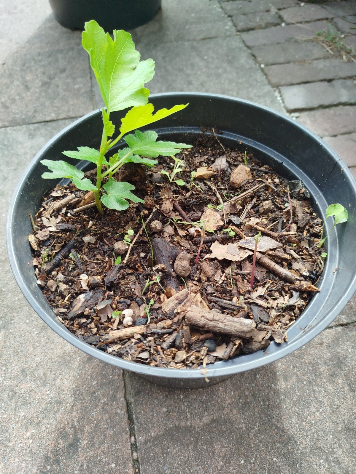 Jong vijgenboompje, Ophalen, Vaste plant, Groenteplanten, Volle zon