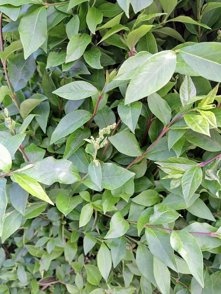 Ligustrum ovalifolium 25-30 cm ligusterhaag, Ophalen of Verzenden, Liguster, Haag, Minder dan 100 cm