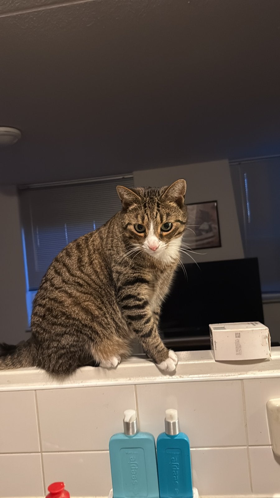 Ik zoek een goed tehuis voor twee lieve katten, Dieren en Toebehoren, Poes