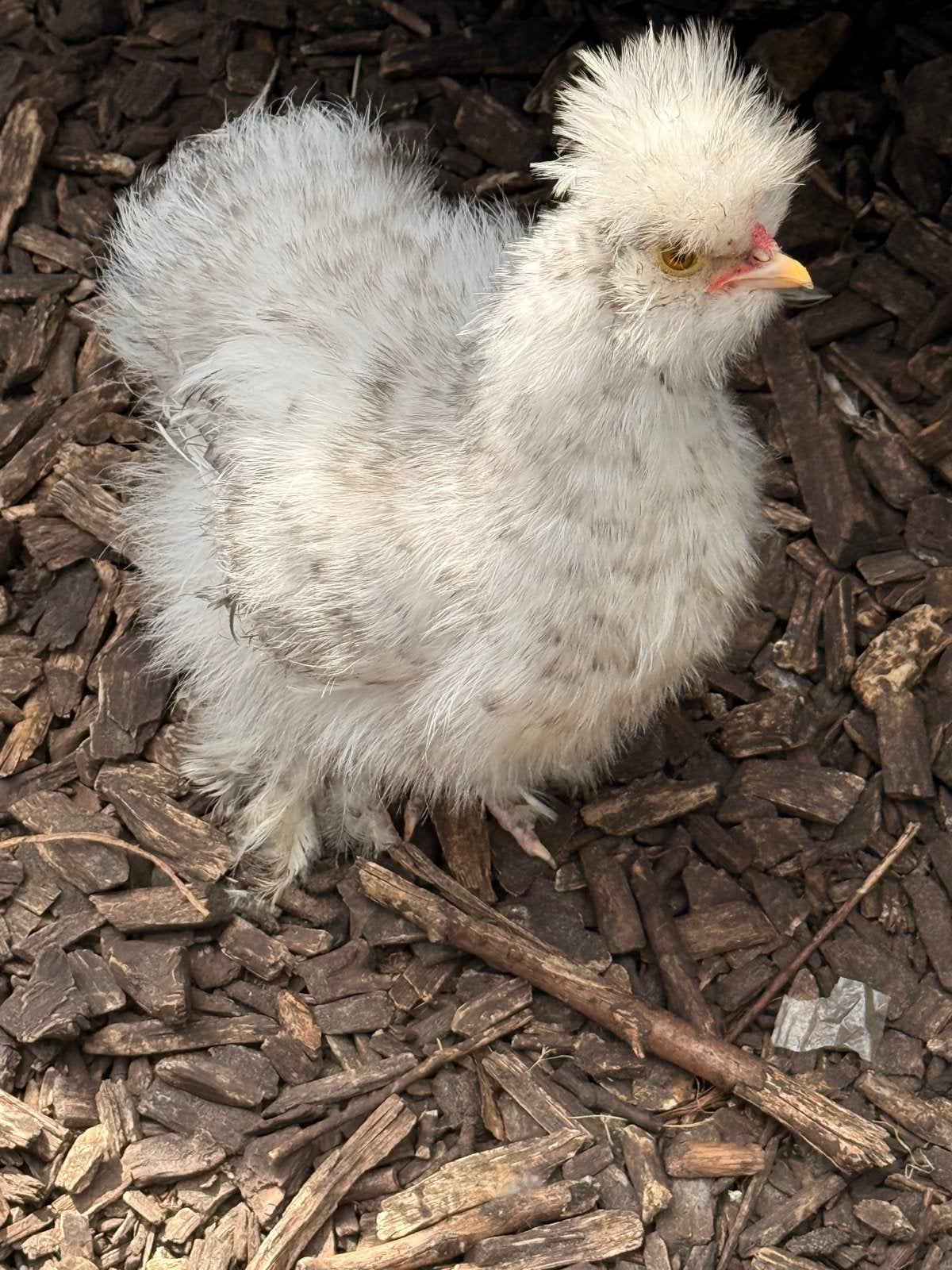 Zijdehoen usa haan 14 weken Koekoek Mottled, Mannelijk, Kip