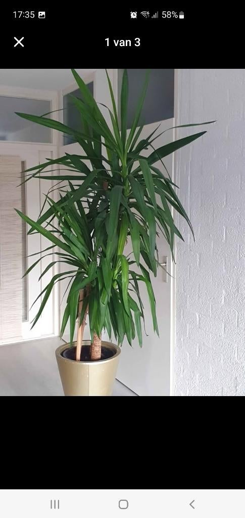 Yucca elephantipes, Huis en Inrichting, Kamerplanten, Ophalen, Overige soorten, Halfschaduw, 150 tot 200 cm