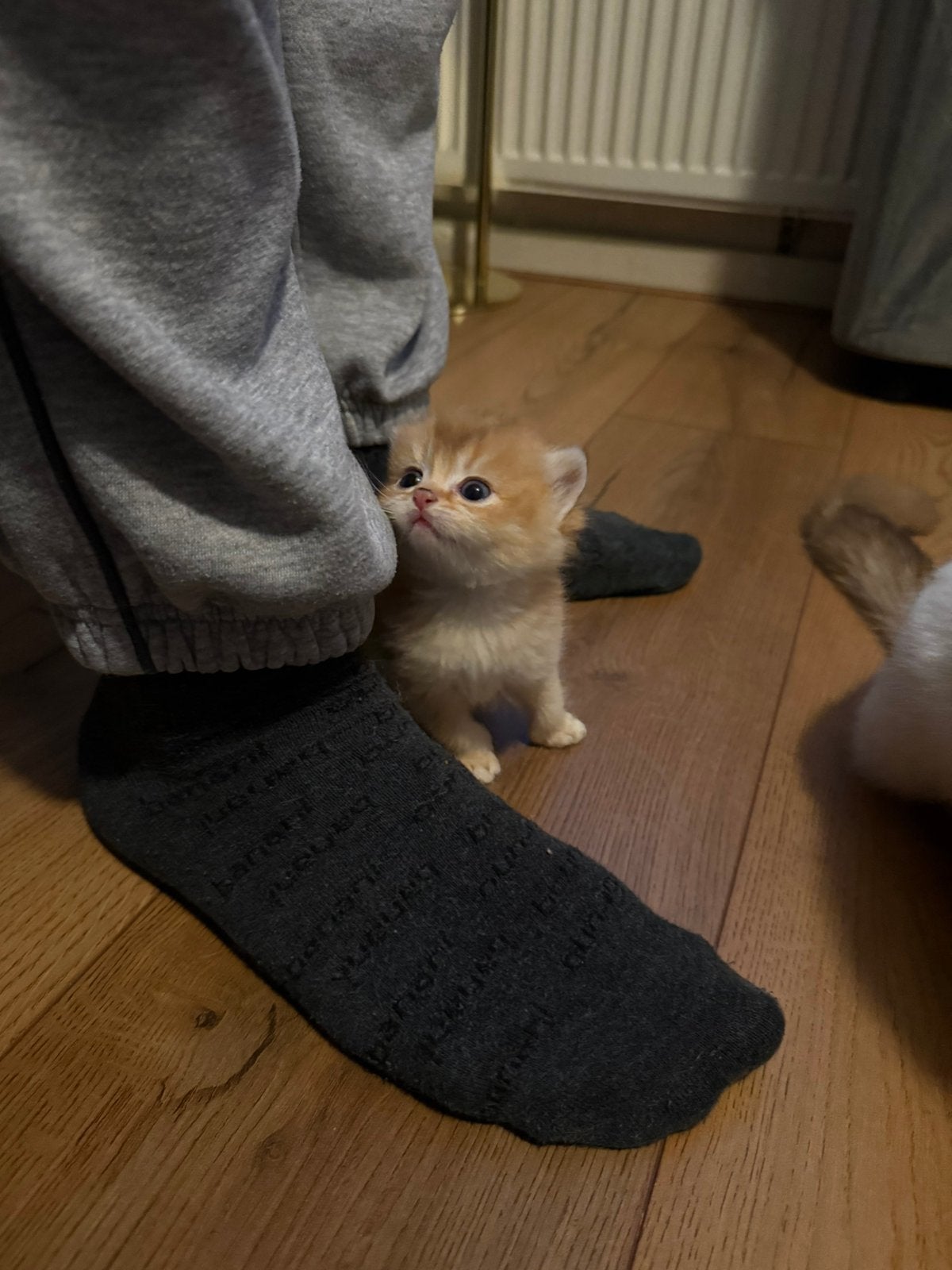 Prachtige Britse Korthaar kittens beschikbaar!, Meerdere dieren
