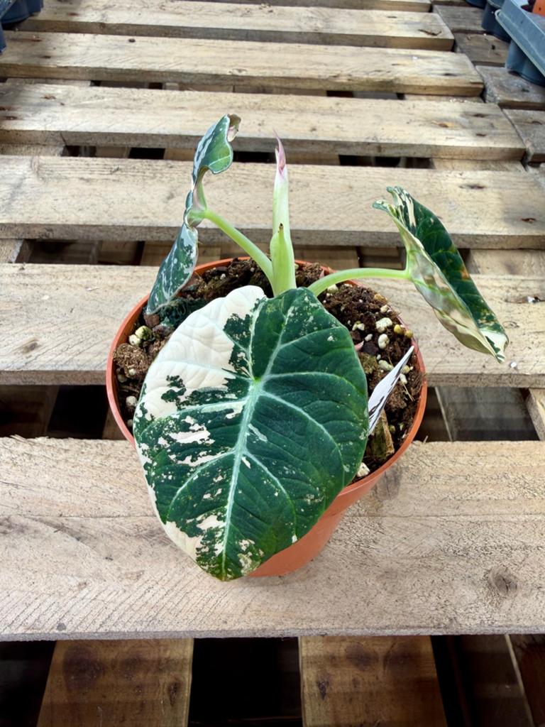 Alocasia Black Velvet Pink Variegata p12, Ophalen of Verzenden