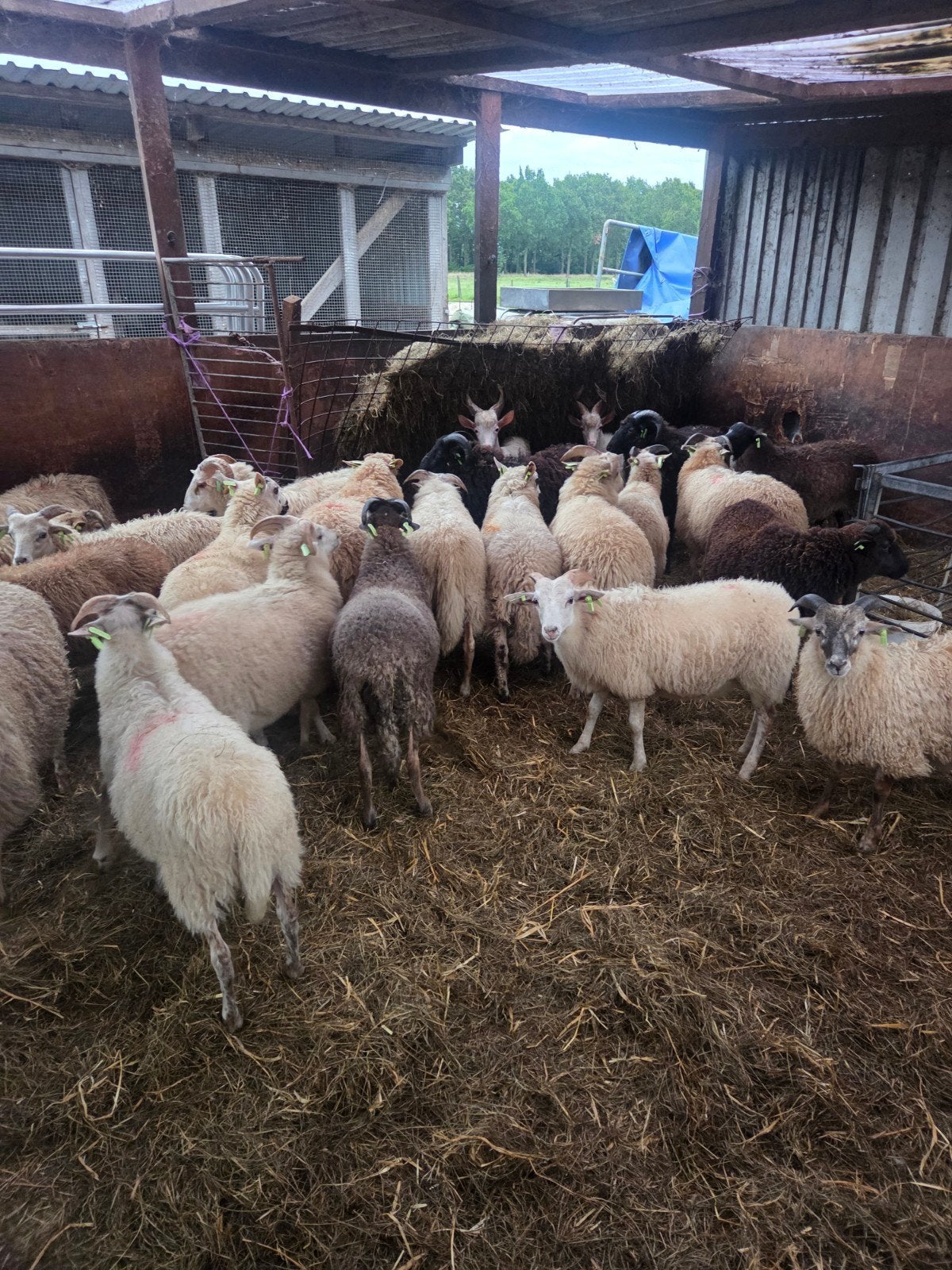 te koop koppel drentse rammen, Dieren en Toebehoren