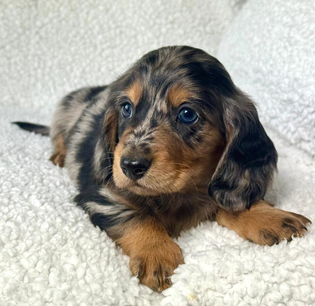 langhaar  teckel pup black merle reu 2000€, Nederland, Parvo, 8 tot 15 weken, Dwerg