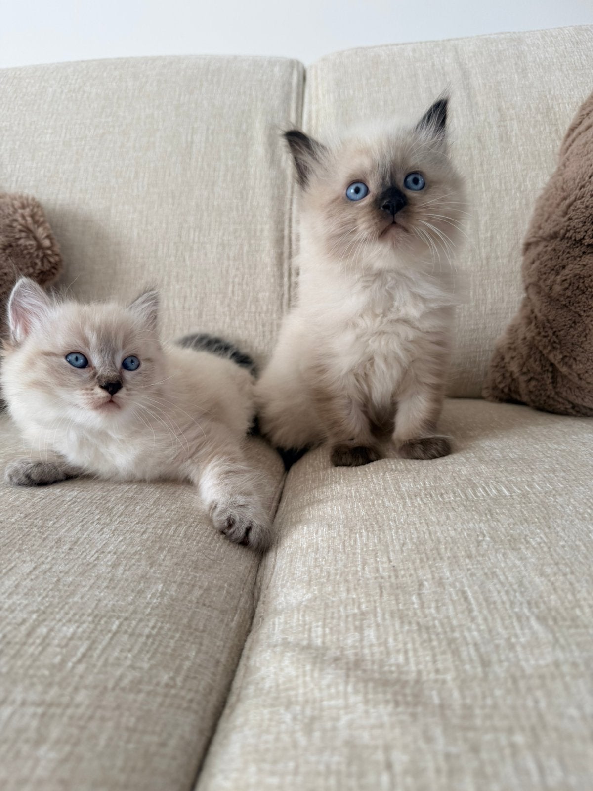 Ragdoll kittens, Poes