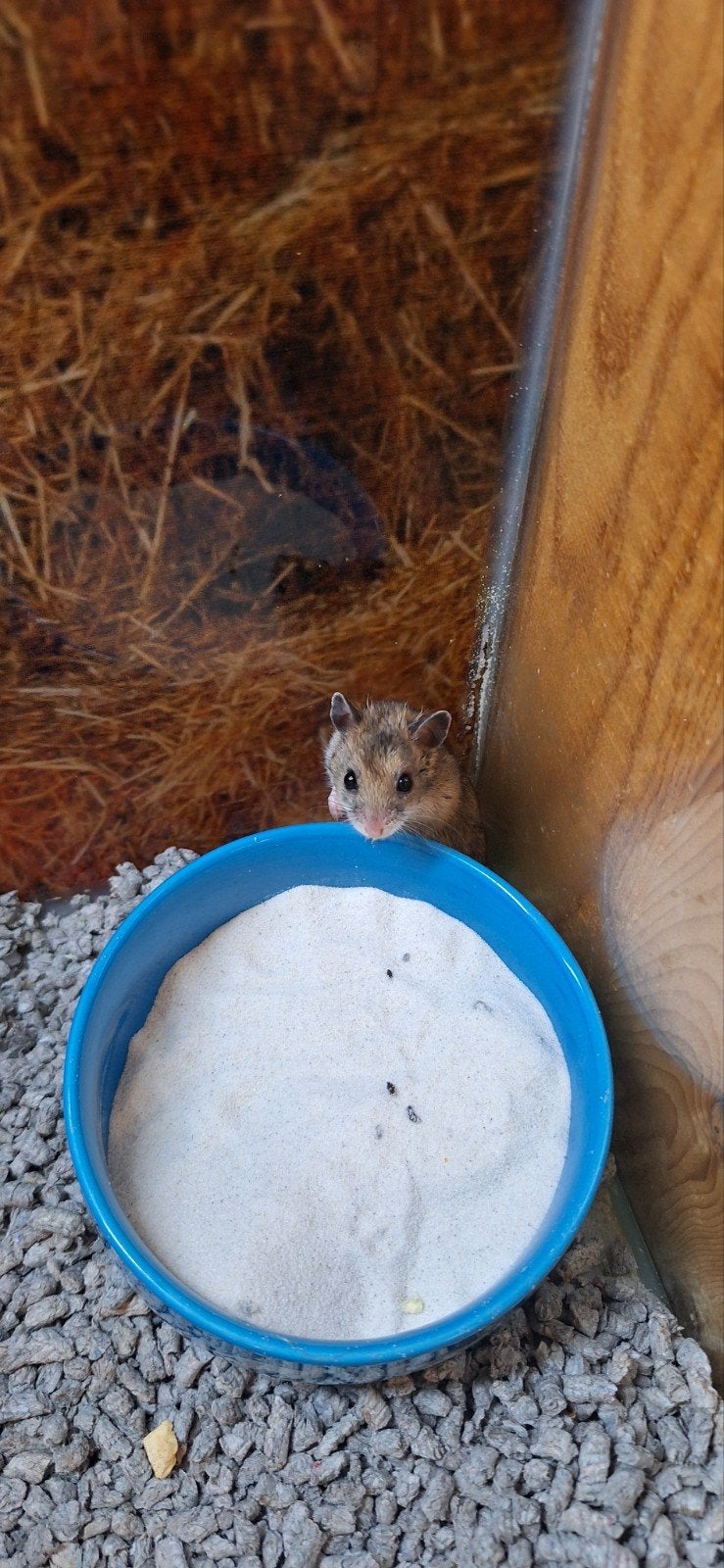 chinese hamster man, Dieren en Toebehoren, Hamster, Mannelijk, Juli, Tam