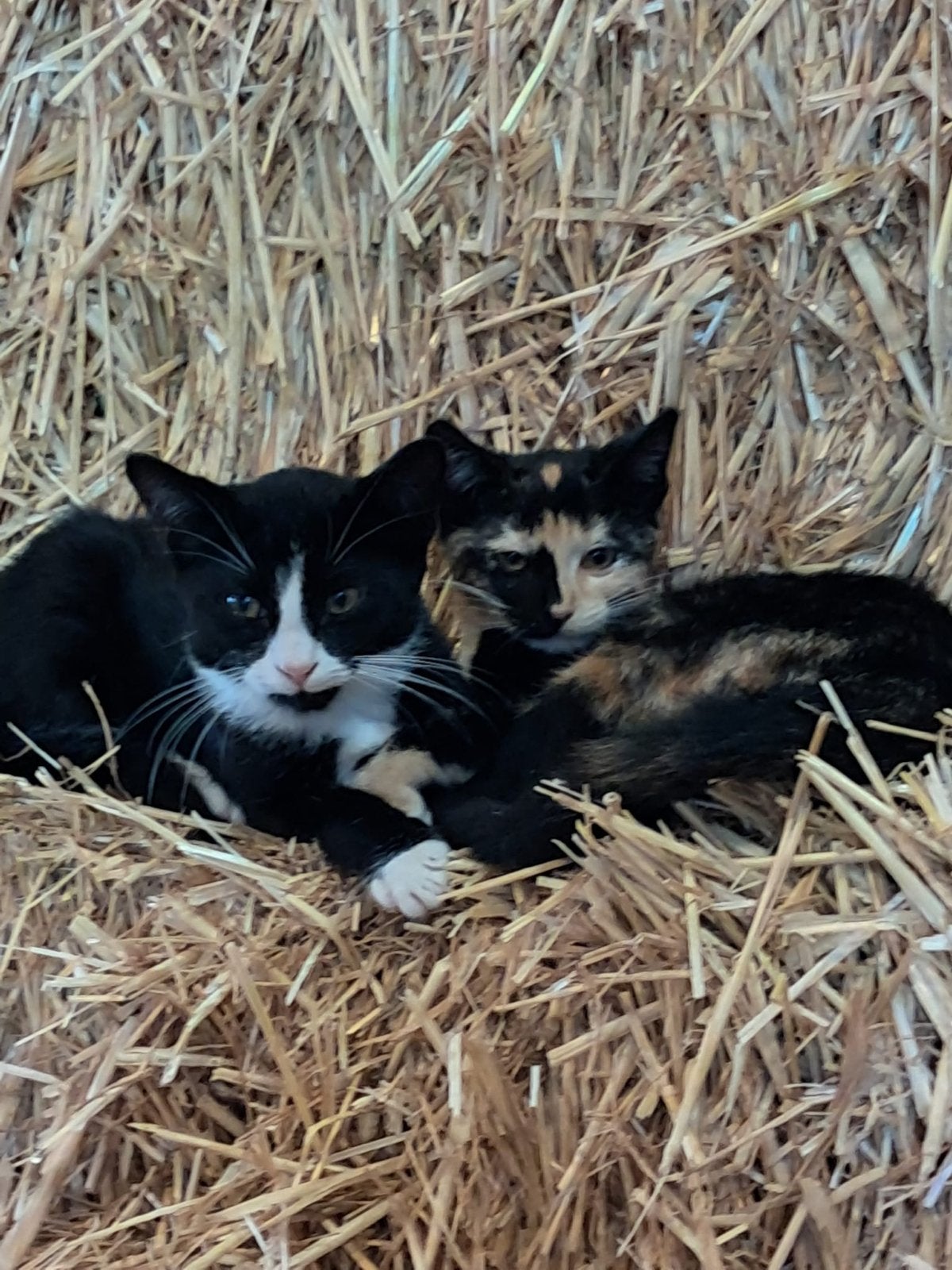 Prachtige boederij katten, mooie kleuren en ontzettend lief