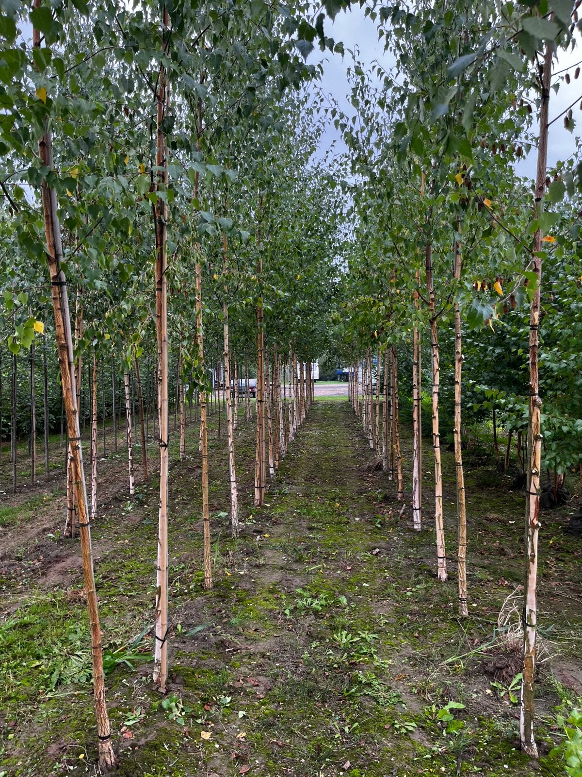 Betula pendula (ruwe berk), Tuin en Terras, Ophalen, Bloeit niet, Volle zon, Overige soorten