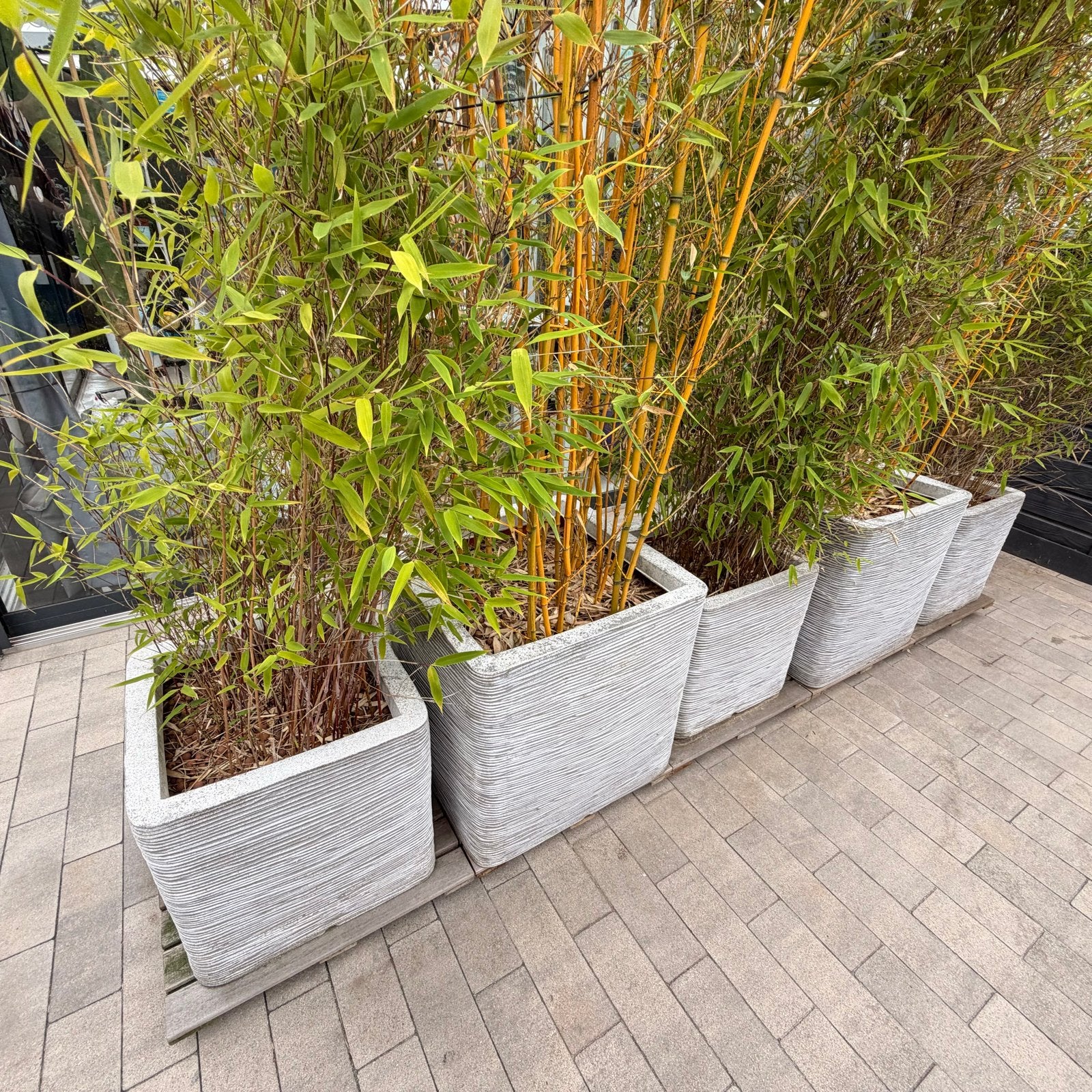 5 Capi plantenbakken met bamboe op onderzetters, Ophalen, Kunststof, Gebruikt, 100 cm of meer