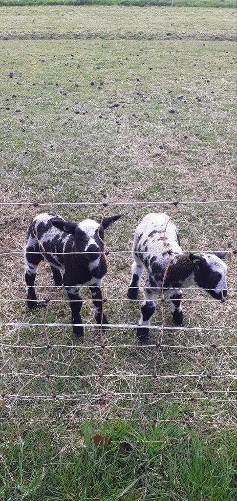 Mooie fles lammeren schaap, Meerdere dieren, Schaap, 0 tot 2 jaar