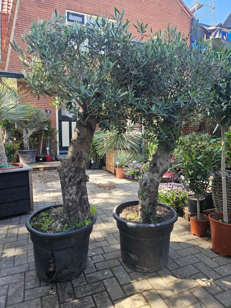 Grote Olijfbomen dikke oude stam: 249 euro, Volle zon, Ophalen of Verzenden, 100 tot 250 cm, Olijfboom