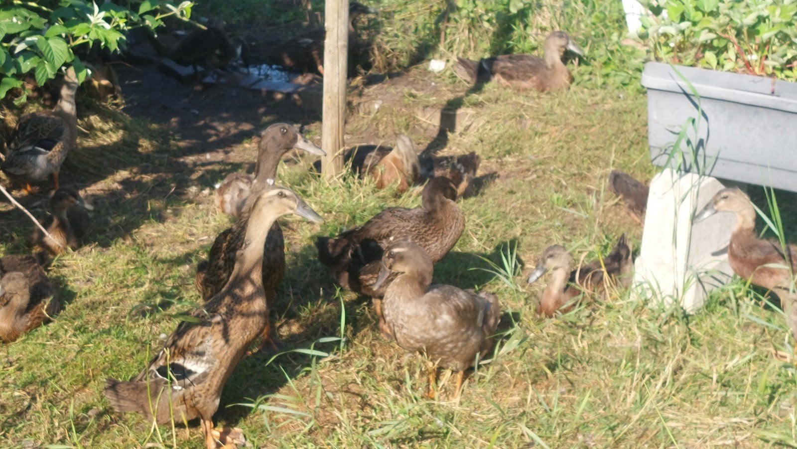 Indische loopeenden pulletjes, Dieren en Toebehoren, Geslacht onbekend, Eend