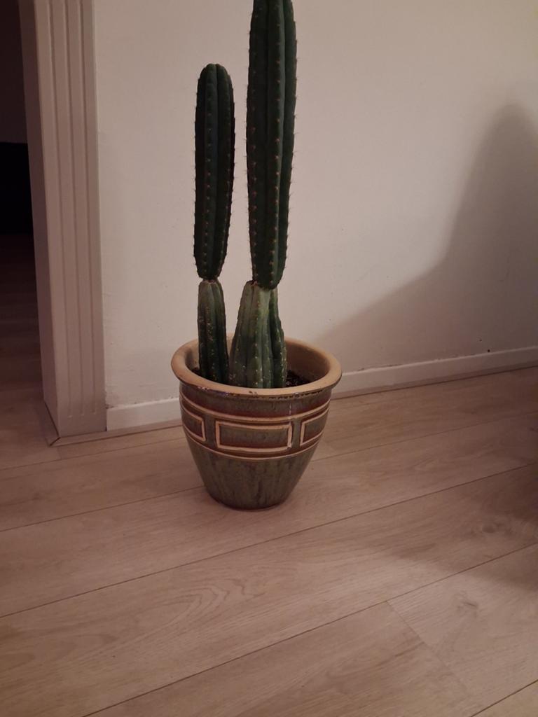Mooie cactus met pot, Ophalen, Cactus, Volle zon, Minder dan 100 cm