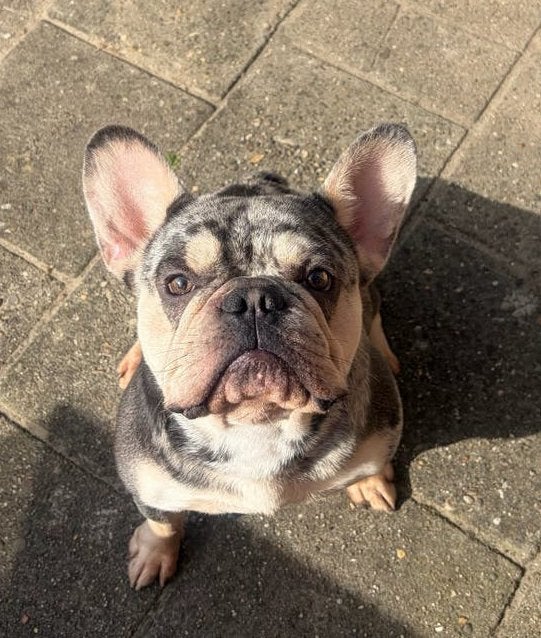 goed tehuis gezocht voor franse bulldog reu met stamboom, Reu, 1 tot 2 jaar, Bulldog, Eén hond