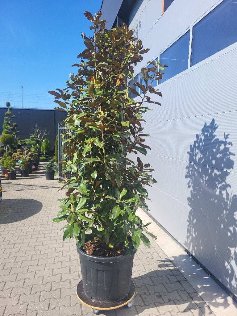Magnolia grand praecox, Ophalen of Verzenden, 250 tot 400 cm, Zomer, Zuilboom
