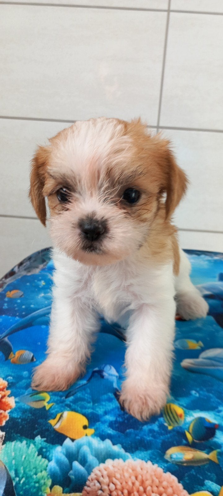 prachtige, vrolijke shih tzu jackrussel puppy.s te koop., Overige rassen, 8 tot 15 weken, Meerdere, Meerdere dieren
