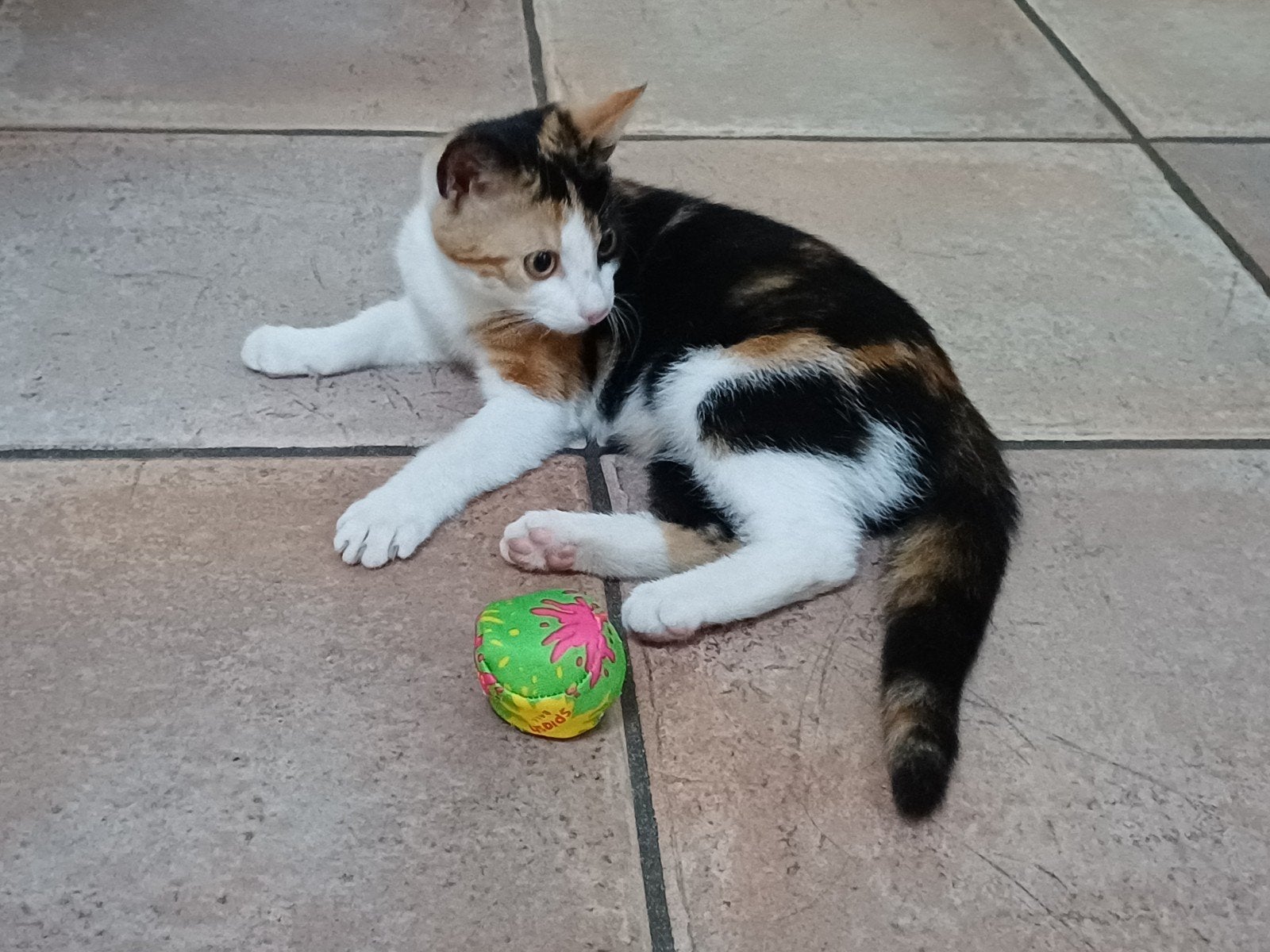 prachtige kittens - lieve jonge poezen, Poes, 0 tot 2 jaar