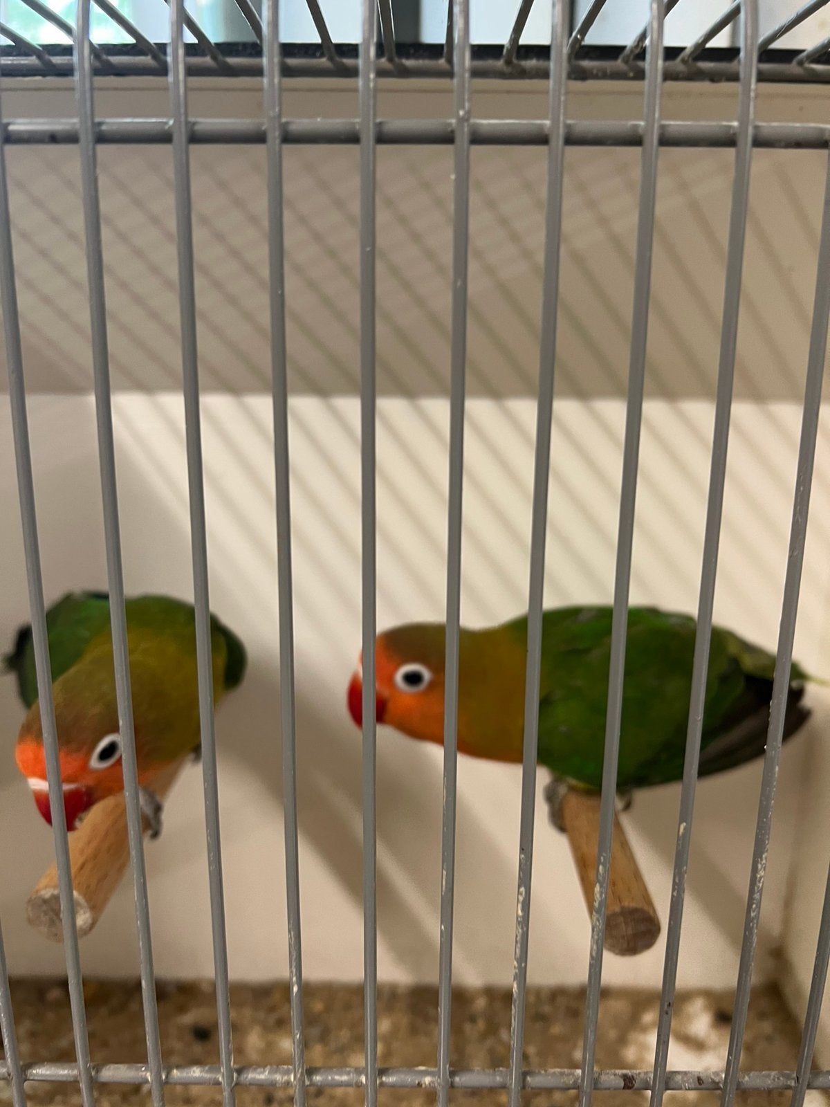 Te koop fischeri’s, Geslacht onbekend, Dwergpapegaai of Agapornis, Geringd