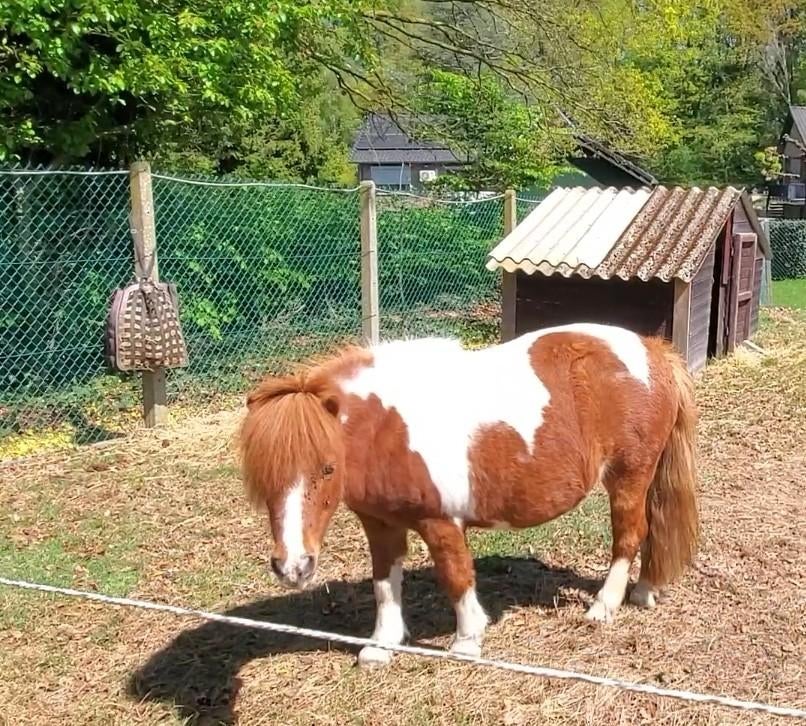 Lieve knuffel kinderpony. Shetlander, Dieren en Toebehoren, Merrie, Met stamboom, Zadelmak, A pony (tot 1.17m)