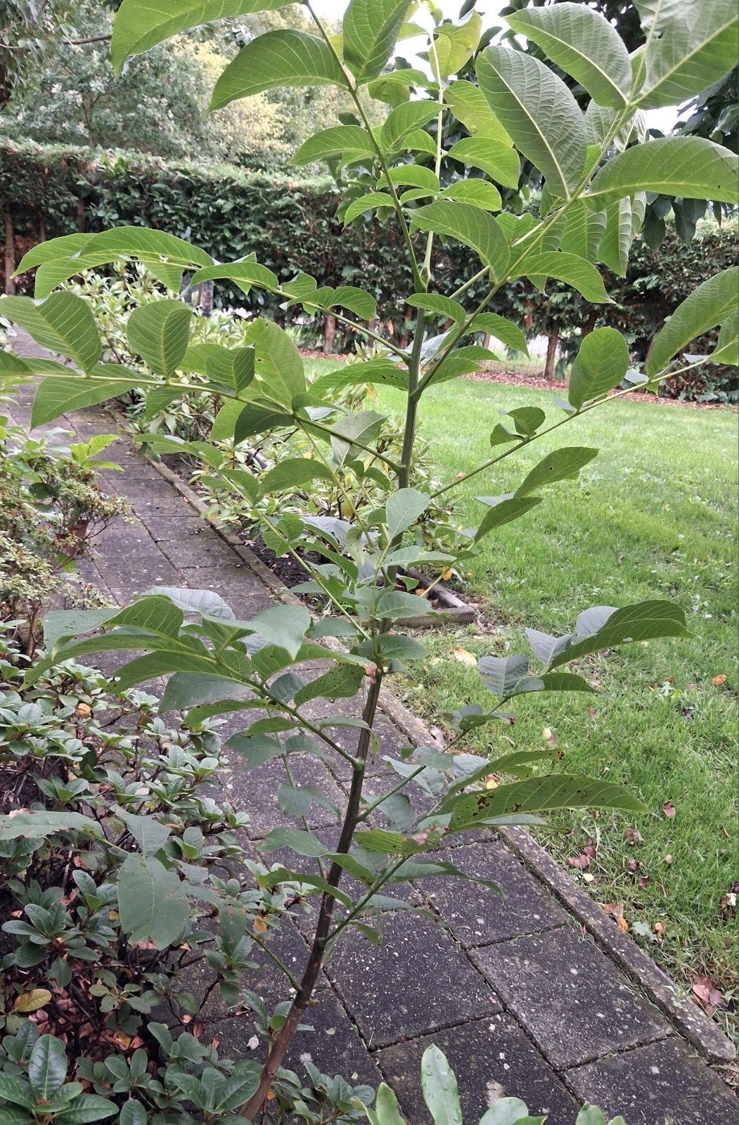 juglans notenboom, Ophalen, Volle zon, Overige soorten