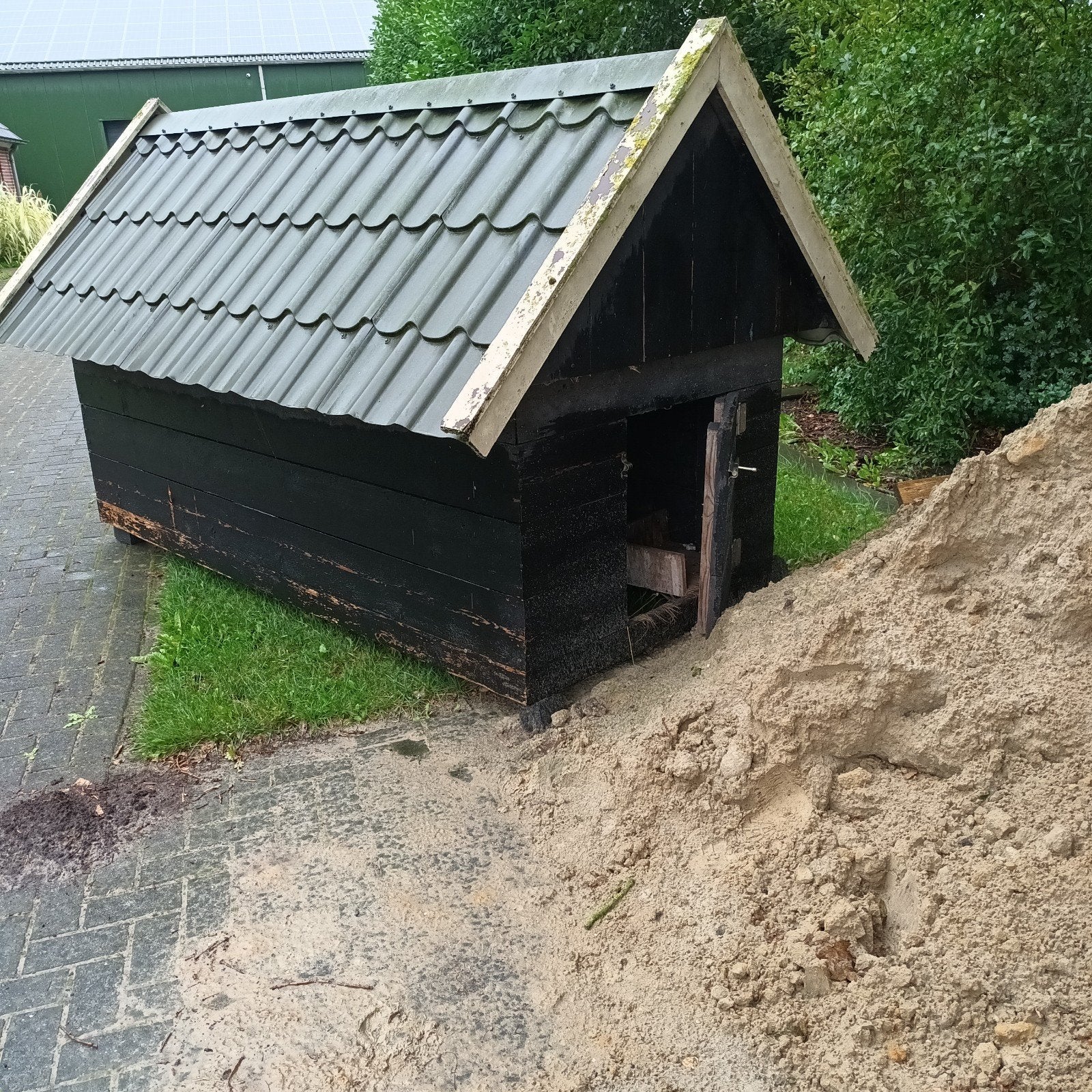 Nachthok / Schuilhok, Dieren en Toebehoren, Vrouwelijk, Schaap