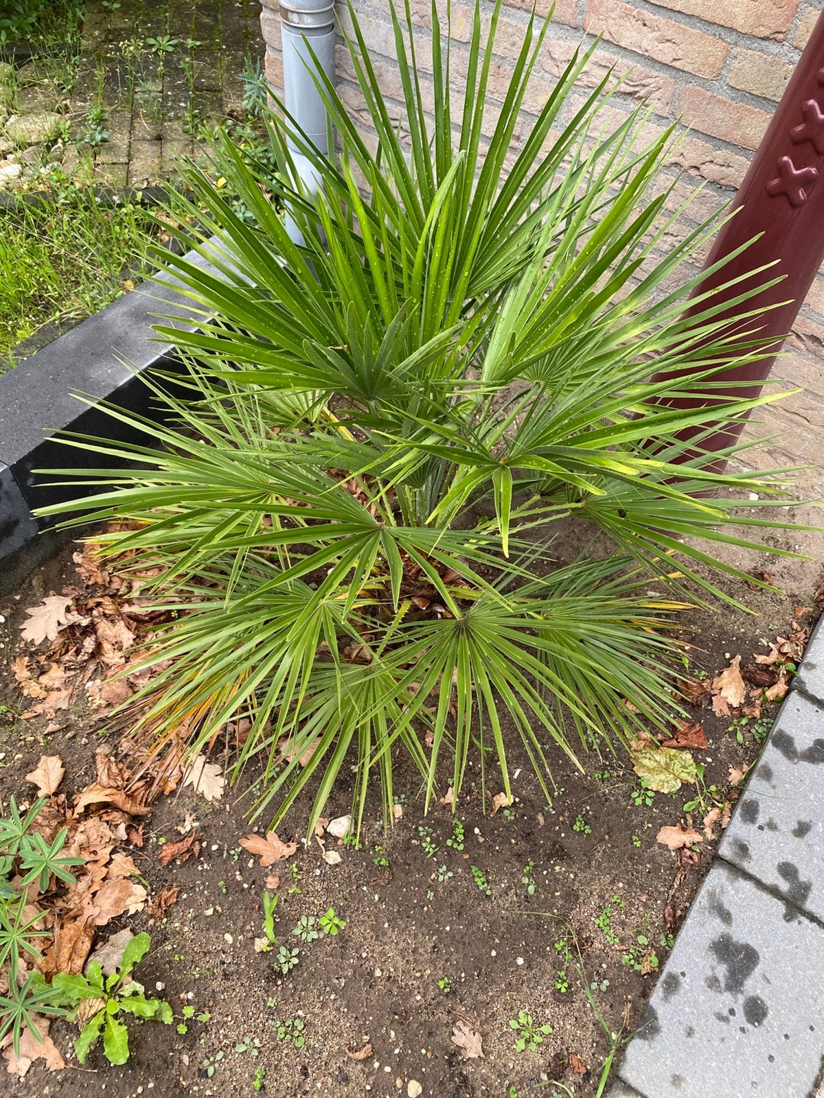 Chamerops dwergpalm vorst hard, Volle zon, Vaste plant, Bloeit niet, Ophalen
