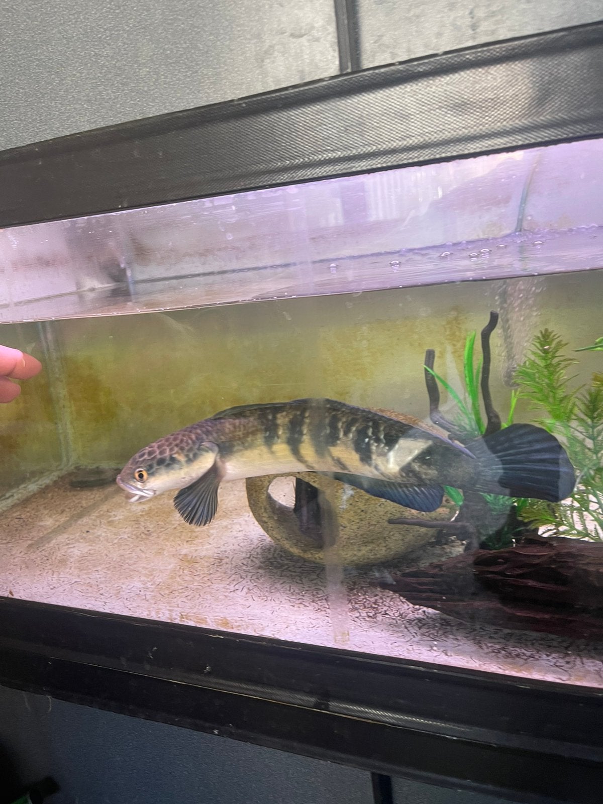 Channa red barito, Dieren en Toebehoren, Vissen | Aquariumvissen, Vis, Zoetwatervis