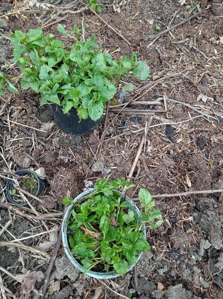 Biologische kruiden en bloemen p9 1,50, Ophalen, Vaste plant, Overige soorten, Halfschaduw