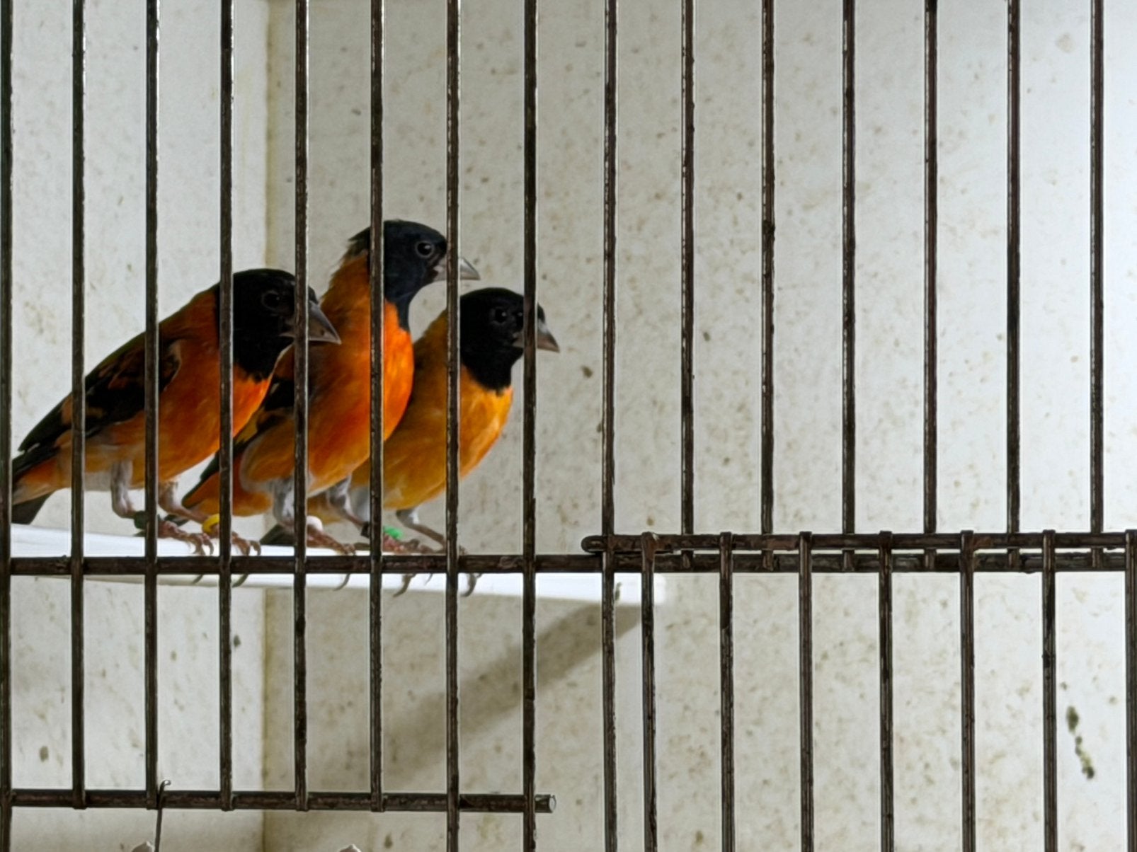 Te koop kapoetsensijzen, Meerdere dieren, Geringd