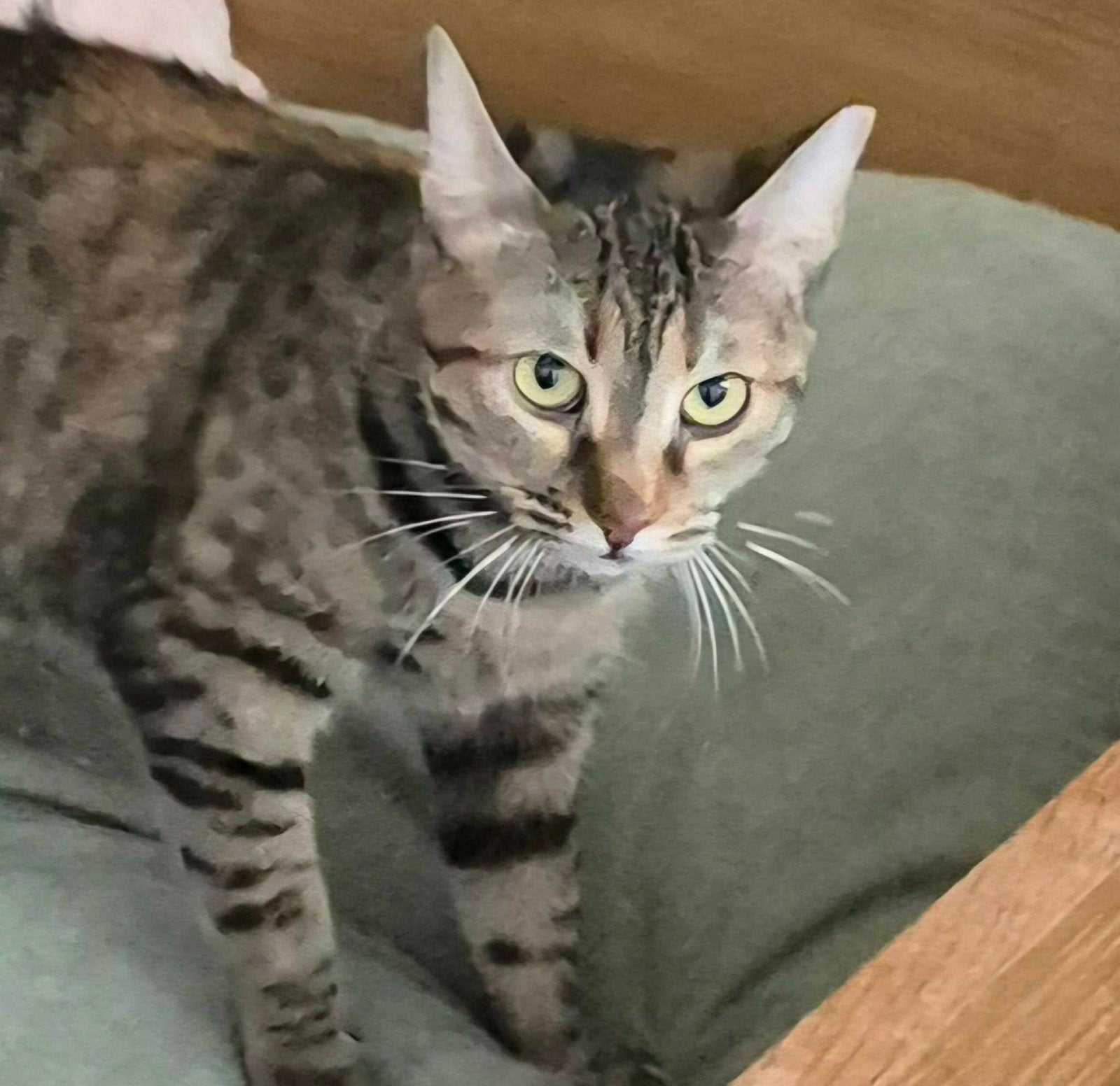 Daisy is een lieverd van 3 jaar en ligt graag op schoot, Poes, Kortharig, 3 tot 5 jaar