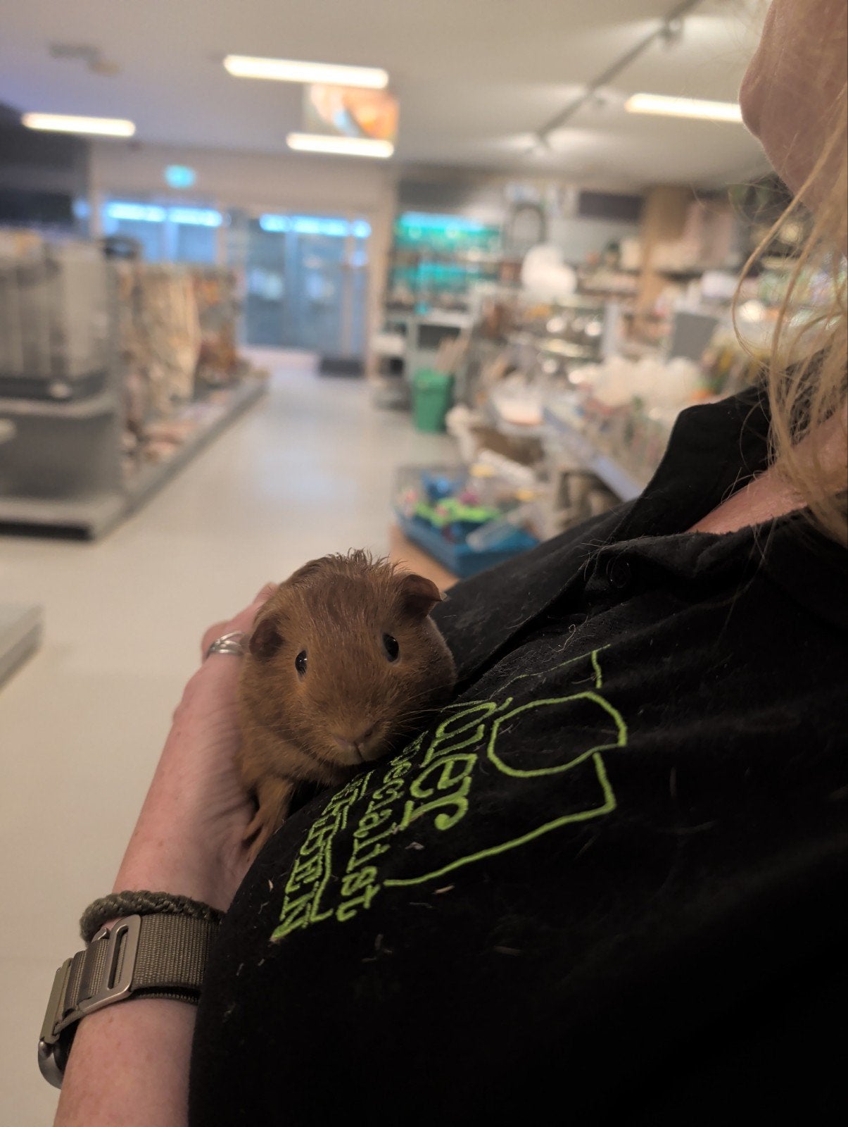 cavia zeugjes, Juli, Vrouwelijk, Cavia