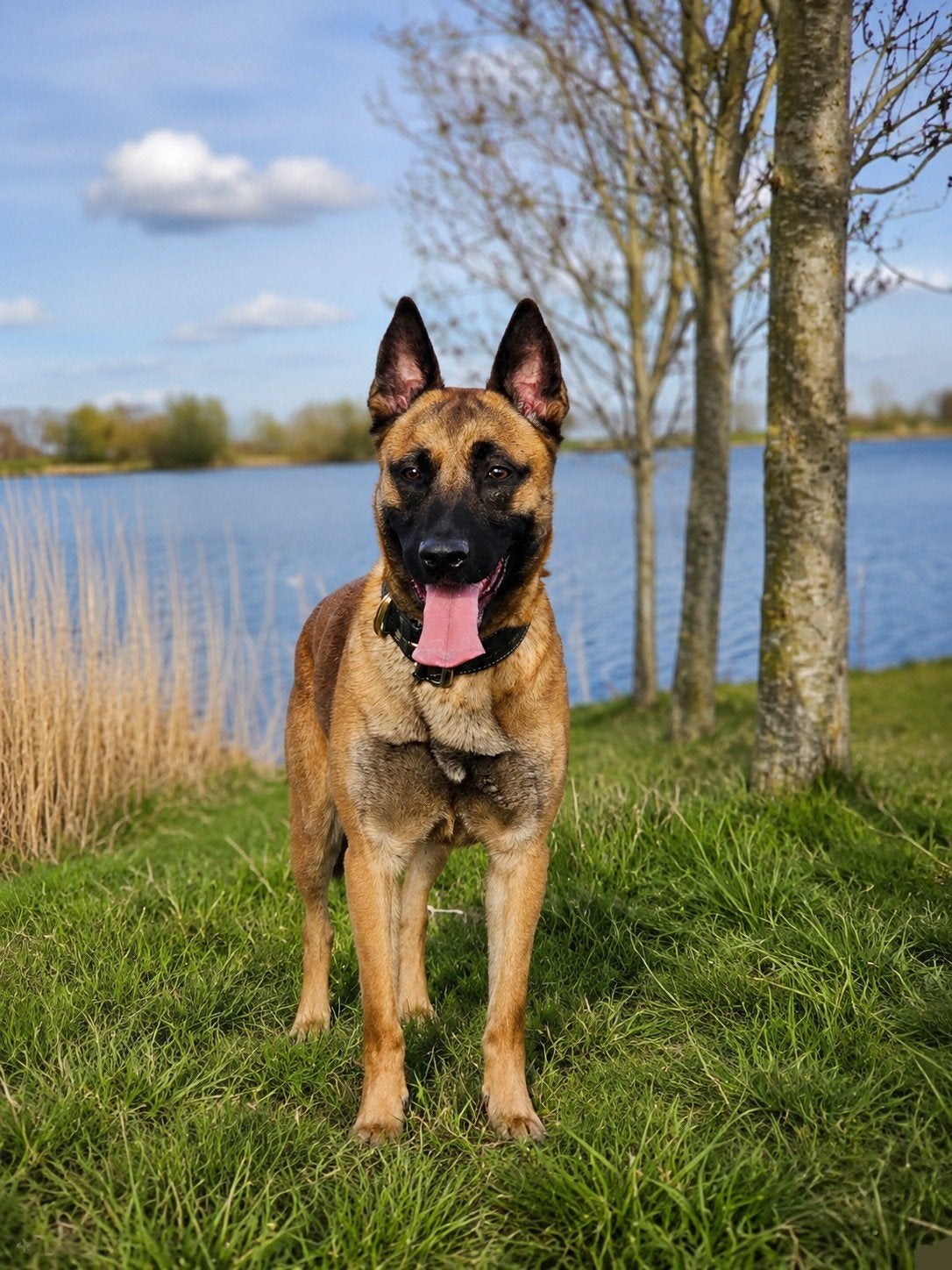 Mechelse/hollandse herder, Dieren en Toebehoren, 1 tot 2 jaar, Teef, Eén hond, Herder