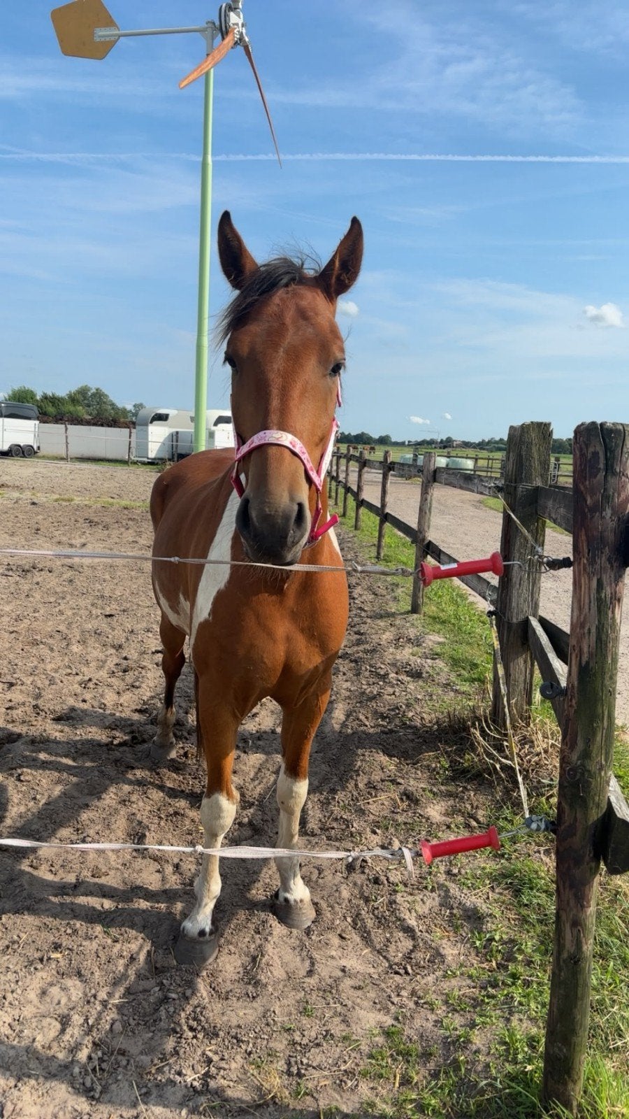 4 jarige E-pony, Dieren en Toebehoren, Pony's, Ruin, Niet van toepassing, E pony (1.48m - 1.57m), Recreatiepony, 3 tot 6 jaar