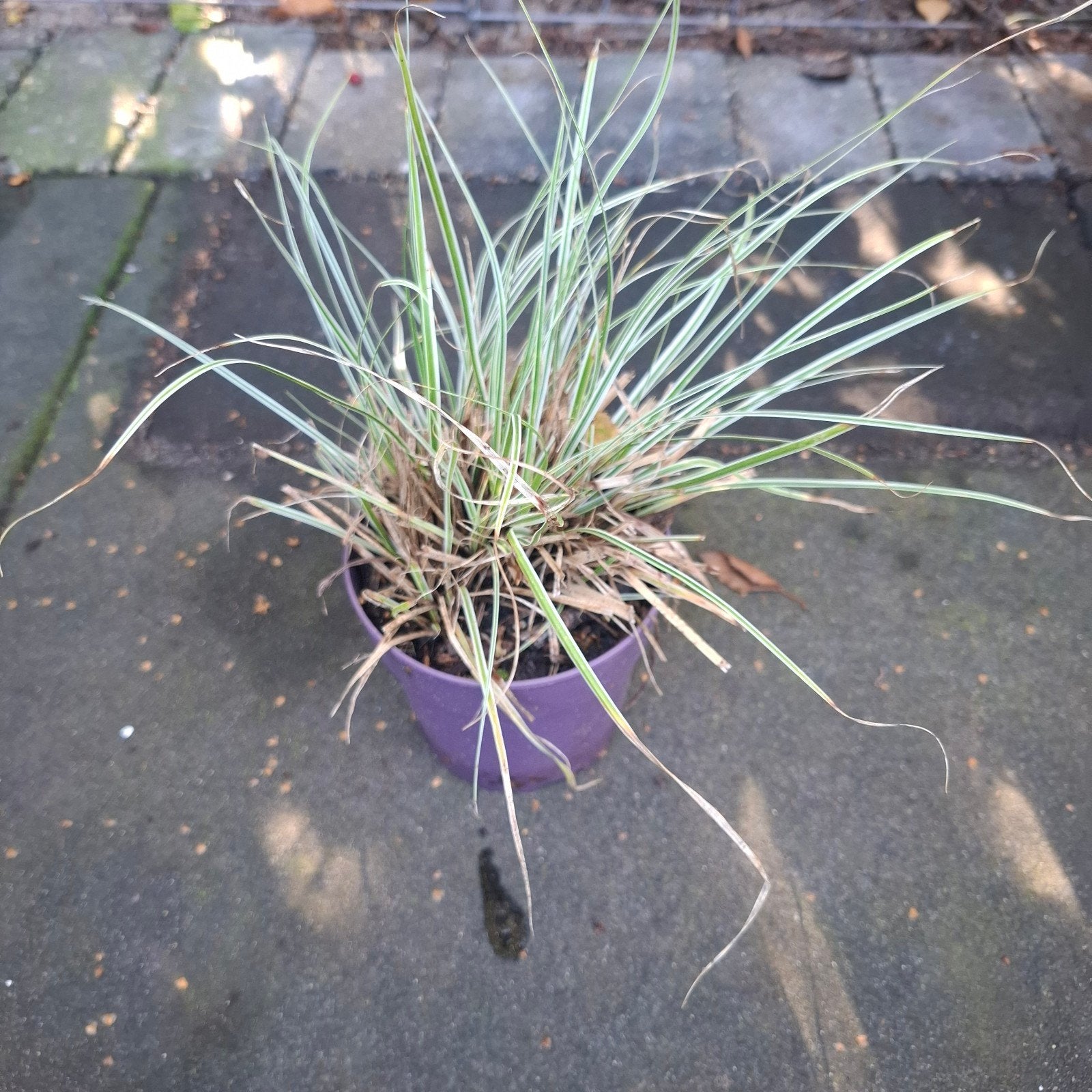 carex, bonte zegge, Ophalen, Siergrassen, Halfschaduw