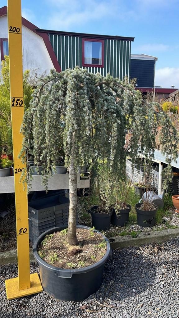 Cedrus Atlantica glauca pendula,  Treurceder in pot, Bloeit niet, Treurboom, 100 tot 250 cm, Ophalen