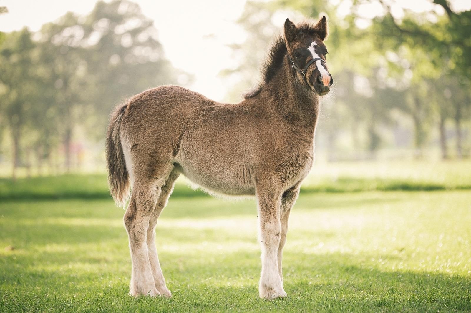 Te koop knappe Jillz, Dieren en Toebehoren, Pony's, Merrie, 0 tot 2 jaar