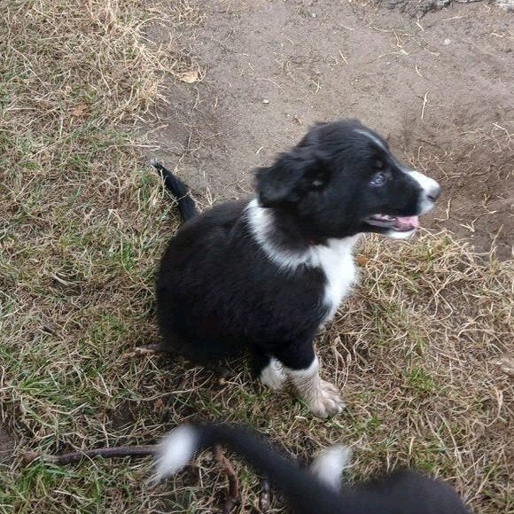 Mooie Border collie pups, Dieren en Toebehoren, Honden | Niet-rashonden, 8 tot 15 weken, Parvo, Meerdere dieren, Eén hond