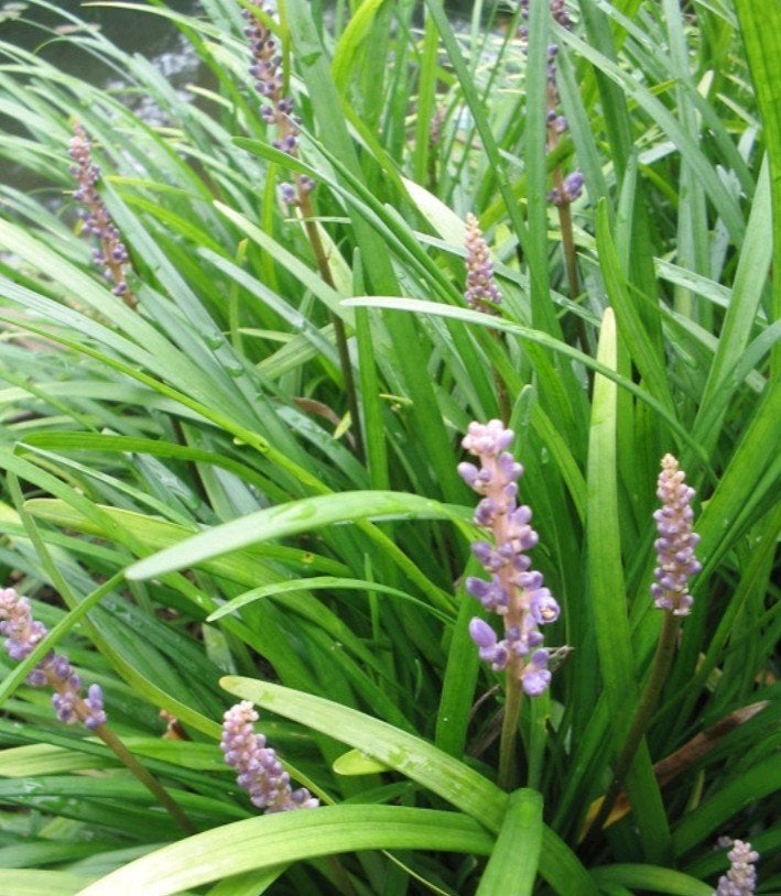 Liriope muscari, Leliegras, Ophalen, Zomer, Vaste plant, Bodembedekkers