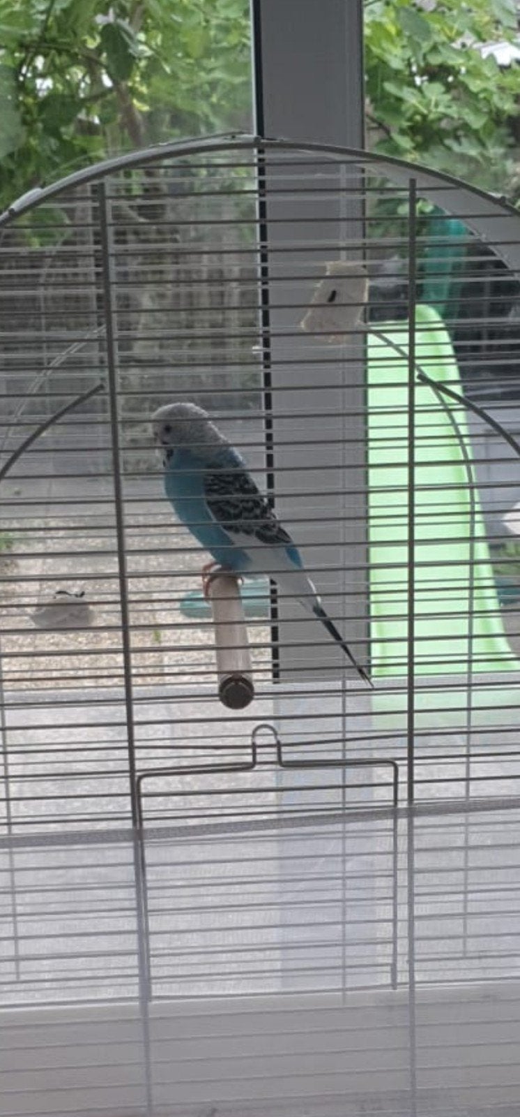 blauwe grasparkiet (pop/vrouwtje, Dieren en Toebehoren, Vrouwelijk, Parkiet