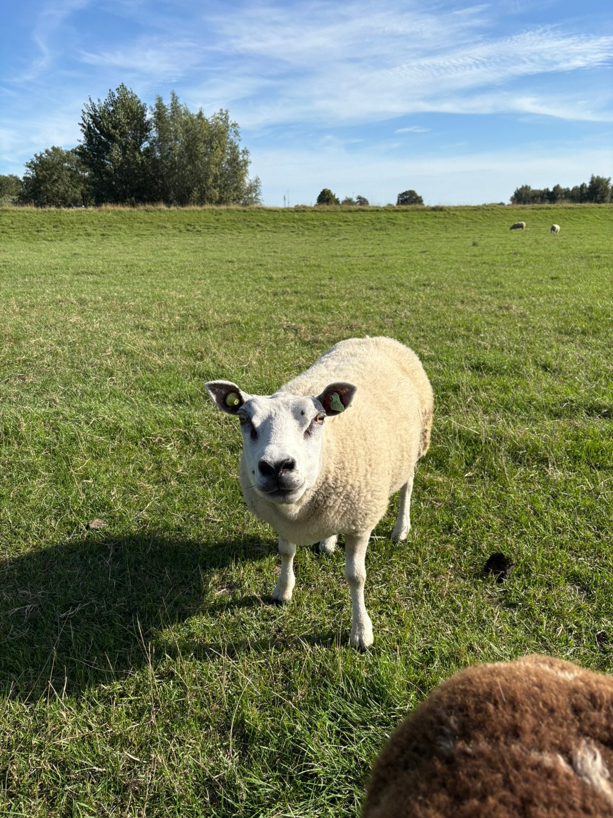 Lief, tam en aanhankelijke ooi 2 jaar oud, Dieren en Toebehoren, Vrouwelijk, Schaap